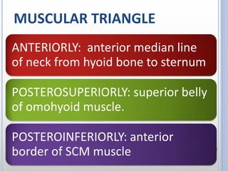 MUSCULAR TRIANGLE
ANTERIORLY: anterior median line
of neck from hyoid bone to sternum
POSTEROSUPERIORLY: superior belly
of omohyoid muscle.
POSTEROINFERIORLY: anterior
border of SCM muscle
 