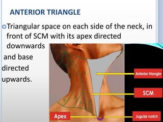 ANTERIOR TRIANGLE
Triangular space on each side of the neck, in
front of SCM with its apex directed
downwards
and base
directed
upwards.
 
