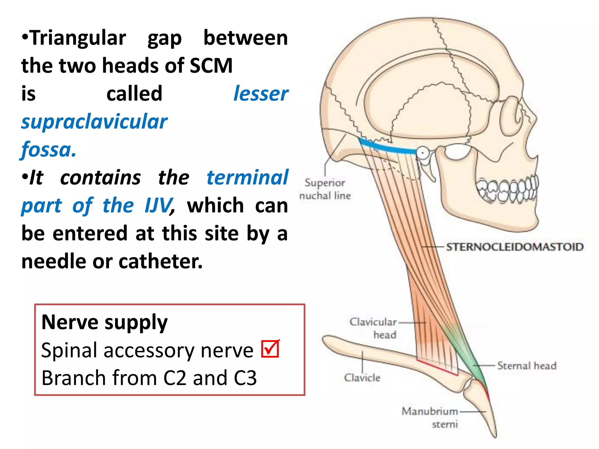 Anterior triangle of neck | PDF