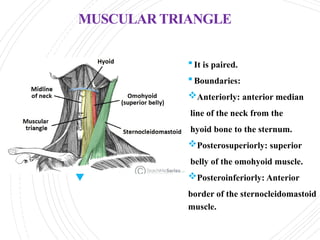 Sternal Triangle anatomy of Anterior triangle of Neck.pptx