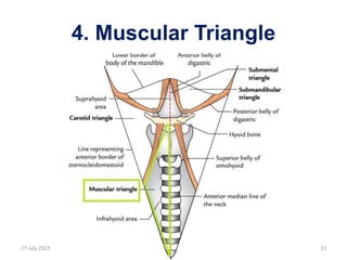 Anterior triangle of neck - Copy.pptx