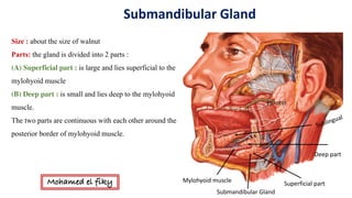 Submandibular	Gland
Superficial	part
Deep	part
Mylohyoid	muscle
Parotid
Submandibular	Gland	
Size : about the size of walnut
Parts: the gland is divided into 2 parts :
(A) Superficial part : is large and lies superficial to the
mylohyoid muscle
(B) Deep part : is small and lies deep to the mylohyoid
muscle.
The two parts are continuous with each other around the
posterior border of mylohyoid muscle.
Mohamed el fiky
 
