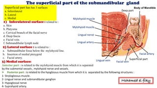 Superficial	part
Deep	part
Body of Mandible
Mylohyoid	muscle	
Facial	artery
Facial	vein
The superficial part of the submandibular gland
Superficial part has has 3 surfaces
a. Inferolateral
b. Lateral
c. Medial
1) Inferolateral surface : related to :
a. Skin
b. Platysma
c. Cervical branch of the facial nerve
d. Deep fascia
e. Facial vein.
f. Submandibular lymph node
2) Lateral surface : is related to :
a. Submandibular fossa below the mylohyoid line.
b. Insertion of medial pterygoid
c. Facial artery.
3) Medial surface:
Anterior part : is related to the mylohyoid muscle from which it is separated
by	the	submental	vessels	,	mylohyoid	nerve	and	vessels.
Ø Posterior	part	:	is	related	to	the	hyoglossus muscle	from	which	it	is		separated	by	the	following	structures	:
1- Stryloglossus muscle.
2- Lingual	nerve	and	submandibular	ganglion
3- Hypoglossal	nerve	
4- Suprahyoid	artery.	
Lingual	nerve	
Lingual	artery
Lingual	vein
Mylohyoid	muscle	
Mohamed el fiky
 