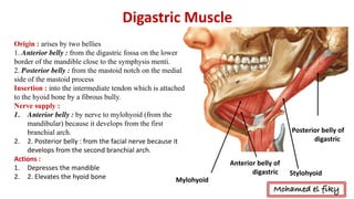 Digastric	Muscle
Stylohyoid	
Posterior	belly	of	
digastric
Anterior	belly	of	
digastric
Origin : arises by two bellies
1. Anterior belly : from the digastric fossa on the lower
border of the mandible close to the symphysis menti.
2. Posterior belly : from the mastoid notch on the medial
side of the mastoid process
Insertion : into the intermediate tendon which is attached
to the hyoid bone by a fibrous bully.
Nerve supply :
1. Anterior belly : by nerve to mylohyoid (from the
mandibular) because it develops from the first
branchial arch.
2. 2.	Posterior	belly	:	from	the	facial	nerve	because	it	
develops	from	the	second	branchial	arch.	
Actions	:	
1. Depresses	the	mandible	
2. 2.	Elevates	the	hyoid	bone	 Mylohyoid	
Mohamed el fiky
 