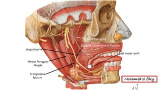 Medial	Pterygoid
Muscle
Lingual	nerve
Lateral	Pterygoid
Muscle
Styloglossus
Muscle
Last	molar	tooth
Superior	Constrictor	of	Pharynx
Mohamed el fiky
 