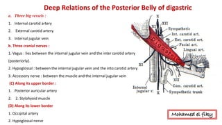 Deep	Relations	of	the	Posterior	Belly	of	digastric
a. Three big vessels :
1. Internal	carotid	artery	
2. External	carotid	artery.	
3. Internal	jugular	vein	
b.	Three	cranial	nerves	:
1.	Vagus :	lies	between	the	internal	jugular	vein	and	the	inter	carotid	artery	
(posteriorly).	
2.	Hypoglossal	:	between	the	internal	jugular	vein	and	the	into	carotid	artery	
3.	Accessory	nerve	:	between	the	muscle	and	the	internal	jugular	vein	
(C)	Along	its	upper	border	:	
1. Posterior	auricular	artery
2. 2.	Stylohyoid	muscle	
(D)	Along	its	lower	border	
1.	Occipital	artery
2.	Hypoglossal	nerve	
Mohamed el fiky
 