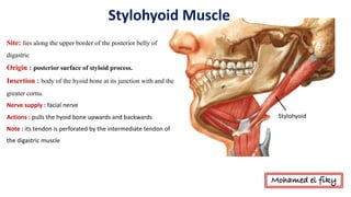 Stylohyoid
Site: lies along the upper border of the posterior belly of
digastric
Origin : posterior surface of styloid process.
Insertion : body of the hyoid bone at its junction with and the
greater cornu.
Nerve	supply	:	facial	nerve
Actions	:	pulls	the	hyoid	bone	upwards	and	backwards
Note	:	its	tendon	is	perforated	by	the	intermediate	tendon	of	
the	digastric	muscle	
Stylohyoid	Muscle
Mohamed el fiky
 