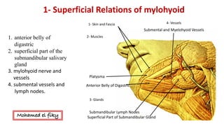 2- Muscles
3- Glands
4- Vessels1- Skin	and	Fascia
Platysma
Anterior	Belly	of	Digastric
Submandibular	Lymph	Nodes
Superficial	Part	of	Submandibular	Gland
Submental	and	Myelohyoid	Vessels
1- Superficial	Relations	of	mylohyoid
1. anterior belly of
digastric
2. superficial part of the
submandibular salivary
gland
3.	mylohyoid	nerve	and	
vessels	
4.	submental	vessels	and	
lymph	nodes.	
Mohamed el fiky
 