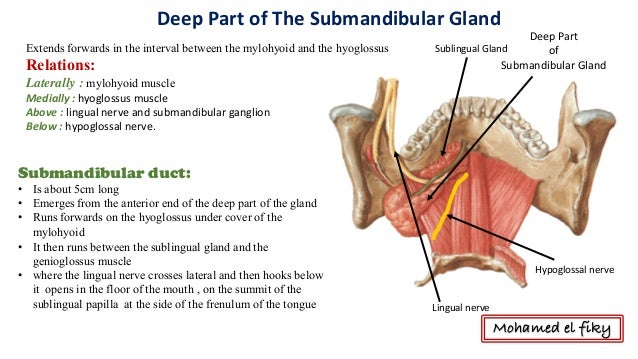 Lingual Nerve Hyoglossus