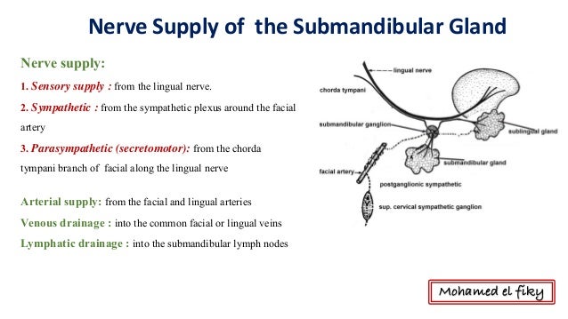 Image result for submandibular gland nerve supply
