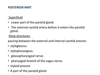 POSTERIOR PART
Superficial
• Lower part of the parotid gland.
• The external carotid artery before it enters the parotid
gland.
Deep structures,
passing between the external and internal carotid arteries
• styloglossus.
• stylopharyngeus.
• glossopharyngeal nerve
• pharyngeal branch of the vagus nerve.
• styloid process
• A part of the parotid gland.
 