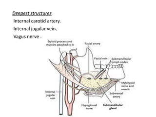 Deepest structures
Internal carotid artery.
Internal jugular vein.
Vagus nerve .
 
