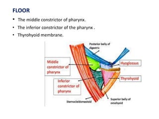 FLOOR
• The middle constrictor of pharynx.
• The inferior constrictor of the pharynx .
• Thyrohyoid membrane.
 