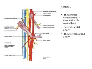 ARTERIES
• The common
carotid artery -
carotid sinus &
carotid body
• Internal carotid
artery
• The external carotid
artery
 