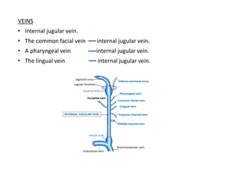 VEINS
• Internal jugular vein.
• The common facial vein internal jugular vein.
• A pharyngeal vein internal jugular vein.
• The lingual vein internal jugular vein.
 