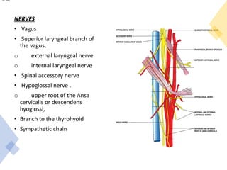 NERVES
• Vagus
• Superior laryngeal branch of
the vagus,
o external laryngeal nerve
o internal laryngeal nerve
• Spinal accessory nerve
• Hypoglossal nerve .
o upper root of the Ansa
cervicalis or descendens
hyoglossi,
• Branch to the thyrohyoid
• Sympathetic chain
of 344
 