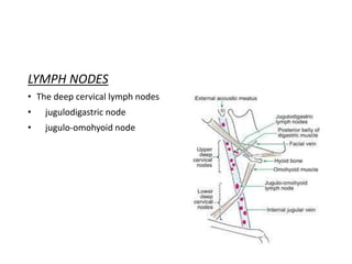 LYMPH NODES
• The deep cervical lymph nodes
• jugulodigastric node
• jugulo-omohyoid node
 