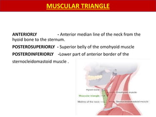 ANTERIORLY - Anterior median line of the neck from the
hyoid bone to the sternum.
POSTEROSUPERIORLY - Superior belly of the omohyoid muscle
POSTEROINFERIORLY -Lower part of anterior border of the
sternocleidomastoid muscle .
MUSCULAR TRIANGLE
 