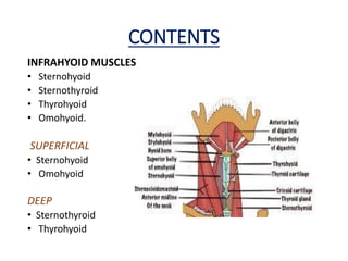 CONTENTS
INFRAHYOID MUSCLES
• Sternohyoid
• Sternothyroid
• Thyrohyoid
• Omohyoid.
SUPERFICIAL
• Sternohyoid
• Omohyoid
DEEP
• Sternothyroid
• Thyrohyoid
 