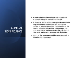 CLINICAL
SIGNIFICANCE
• Tracheostomy and thyroidectomy – surgically
accessed through the muscular triangle.
• A potential risk of both is damage to the recurrent
laryngeal nerve. Other than the cricothyroid
muscle, it supplies all the intrinsic muscles of the
larynx , including posterior cricoarytenoid ;the
only muscle that abducts the vocal cords. Injury
can cause hoarseness, aphonia and dyspnoea.
• Injury of the superior thyroid artery can result in
bleeding during surgery.
 