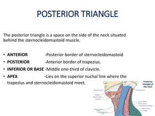POSTERIOR TRIANGLE
The posterior triangle is a space on the side of the neck situated
behind the sternocleidomastoid muscle.
• ANTERIOR -Posterior border of sternocleidomastoid
• POSTERIOR -Anterior border of trapezius.
• INFERIOR OR BASE -Middle one-third of clavicle.
• APEX -Lies on the superior nuchal line where the
trapezius and sternocleidomastoid meet.
 