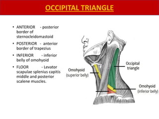 • ANTERIOR - posterior
border of
sternocleidomastoid
• POSTERIOR - anterior
border of trapezius
• INFERIOR - inferior
belly of omohyoid
• FLOOR - Levator
scapulae splenius capitis
middle and posterior
scalene muscles.
OCCIPITAL TRIANGLE
 