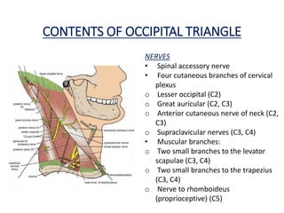 CONTENTS OF OCCIPITAL TRIANGLE
NERVES
• Spinal accessory nerve
• Four cutaneous branches of cervical
plexus
o Lesser occipital (C2)
o Great auricular (C2, C3)
o Anterior cutaneous nerve of neck (C2,
C3)
o Supraclavicular nerves (C3, C4)
• Muscular branches:
o Two small branches to the levator
scapulae (C3, C4)
o Two small branches to the trapezius
(C3, C4)
o Nerve to rhomboideus
(proprioceptive) (C5)
 