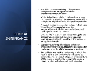 CLINICAL
SIGNIFICANCE
• The most common swelling in the posterior
triangle is due to enlargement of the
supraclavicular lymph nodes .
• While doing biopsy of the lymph node ,one must
be careful in preserving the accessory nerve which
may get entangled amongst enlarged lymph nodes.
• Frequent surgical intervention include radical neck
dissection of lymph nodes along the
sternocleidomastoid after removal of head and
neck squamous cell carcinoma.
• Lymph node in this area can cause damage to the
accessory nerve and subsequently trapezius
innervation , leading to inability of the patient to
shrug their shoulder.
• Supraclavicular lymph nodes are commonly
enlarged in tuberculosis , Hodgkin’s disease and in
malignant growths of the breast ,arm or chest
• Torticollis or wry neck is a deformity in which the
head is bent to one side and the chin points to
other side . This is a result of spasm or contracture
of the muscles supplied by the spinal accessory
nerve , ie, sternocleidomastoid and trapezius.
 