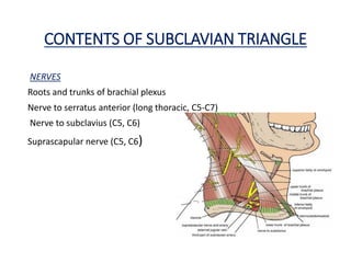 CONTENTS OF SUBCLAVIAN TRIANGLE
NERVES
Roots and trunks of brachial plexus
Nerve to serratus anterior (long thoracic, C5-C7)
Nerve to subclavius (C5, C6)
Suprascapular nerve (C5, C6)
 