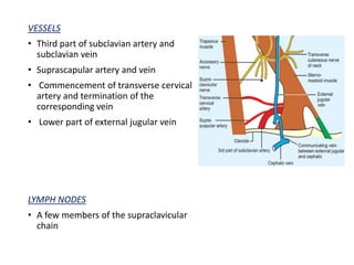 VESSELS
• Third part of subclavian artery and
subclavian vein
• Suprascapular artery and vein
• Commencement of transverse cervical
artery and termination of the
corresponding vein
• Lower part of external jugular vein
LYMPH NODES
• A few members of the supraclavicular
chain
 