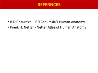 • B.D Chaurasia - BD Chaurasia‘s Human Anatomy
• Frank H. Netter - Netter Atlas of Human Anatomy
REFERNCES
 