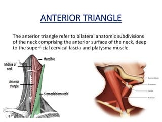 ANTERIOR TRIANGLE
The anterior triangle refer to bilateral anatomic subdivisions
of the neck comprising the anterior surface of the neck, deep
to the superficial cervical fascia and platysma muscle.
 