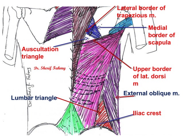 Antero-Lateral Abdominal Wall (Anatomy of the Abdomen) | PPS