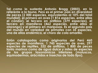 Tal como lo sustenta Antonio Bragg (2003), en lo
referente a la fauna, Perú es el primer país en diversidad
de peces (2 000 especies, equivalentes al 10% del total
mundial), el primero en aves (1 816 especies, entre ellas
el cóndor), el tercero en anfibios (379 especies), el
tercero en mamíferos (462 especies, entre ellas el
otorongo) y el primero en mariposas. Es el segundo país
del mundo en variedad de primates con 35 especies,
una de ellas endémica, el choro de cola amarilla.

Están catalogadas como originarias del Perú 460
especies de mamíferos, 1 745 especies de aves, 297
especies de reptiles, 332 de anfibios, 1 800 de peces
tanto marinos como de agua dulce y miles de especies
de los grupos taxonómicos inferiores (moluscos,
equinodermos, arácnidos e insectos de todo tipo).
 