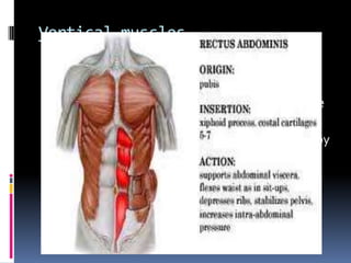 Vertical muscles
1. Rectus abdominis
 long, flat muscle and extends the length of the
anterior abd wall.
 It is a paired muscle, separated in the midline by
linea alba.
 It widens & thins as it ascends from the pubic
symphysis to costal margin.
 