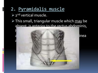 2. Pyramidalis muscle
 2nd vertical muscle.
 This small, triangular muscle which may be
absent, is anterior to the rectus abdominis,
has its base on the pubis, and apex is
attached superiorly & medially to the linea
alba.
 