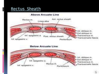 Rectus Sheath
 Aponeurotic sheath covering the rectus
abdominis.
 Completely encloses the upper ¾ of rectus
abdominis & covers the anterior surface of
lower ¼ of the muscle
 The posterior surface of lower quarter of
rectus abdominis is in direct contact with the
transversalis fascia.
 