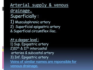 Arterial supply & venous
drainage.
Superficially :
1) Musculophrenic artery
2) Superficial epigastric artery
& Superficial circumflex iliac.
At a deeper level :
1) Sup. Epigastric artery
2)10th & 11th intercostal
arteries & subcostal artery
3) Inf. Epigastric artery
Veins of similar names are reponsible for
venous drainage.
 