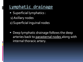 Lymphatic drainage
 Superficial lymphatics :
1) Axillary nodes
2) Superficial inguinal nodes
 Deep lymphatic drainage follows the deep
arteries back to parasternal nodes along with
internal thoracic artery.
 