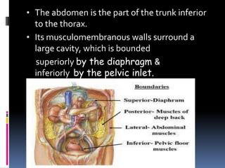 • The abdomen is the part of the trunk inferior
to the thorax.
• Its musculomembranous walls surround a
large cavity, which is bounded
superiorly by the diaphragm &
inferiorly by the pelvic inlet.
 