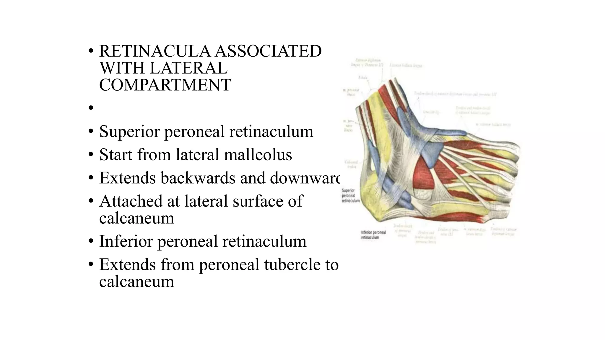 ANTEROLATERAL LEG.pptx