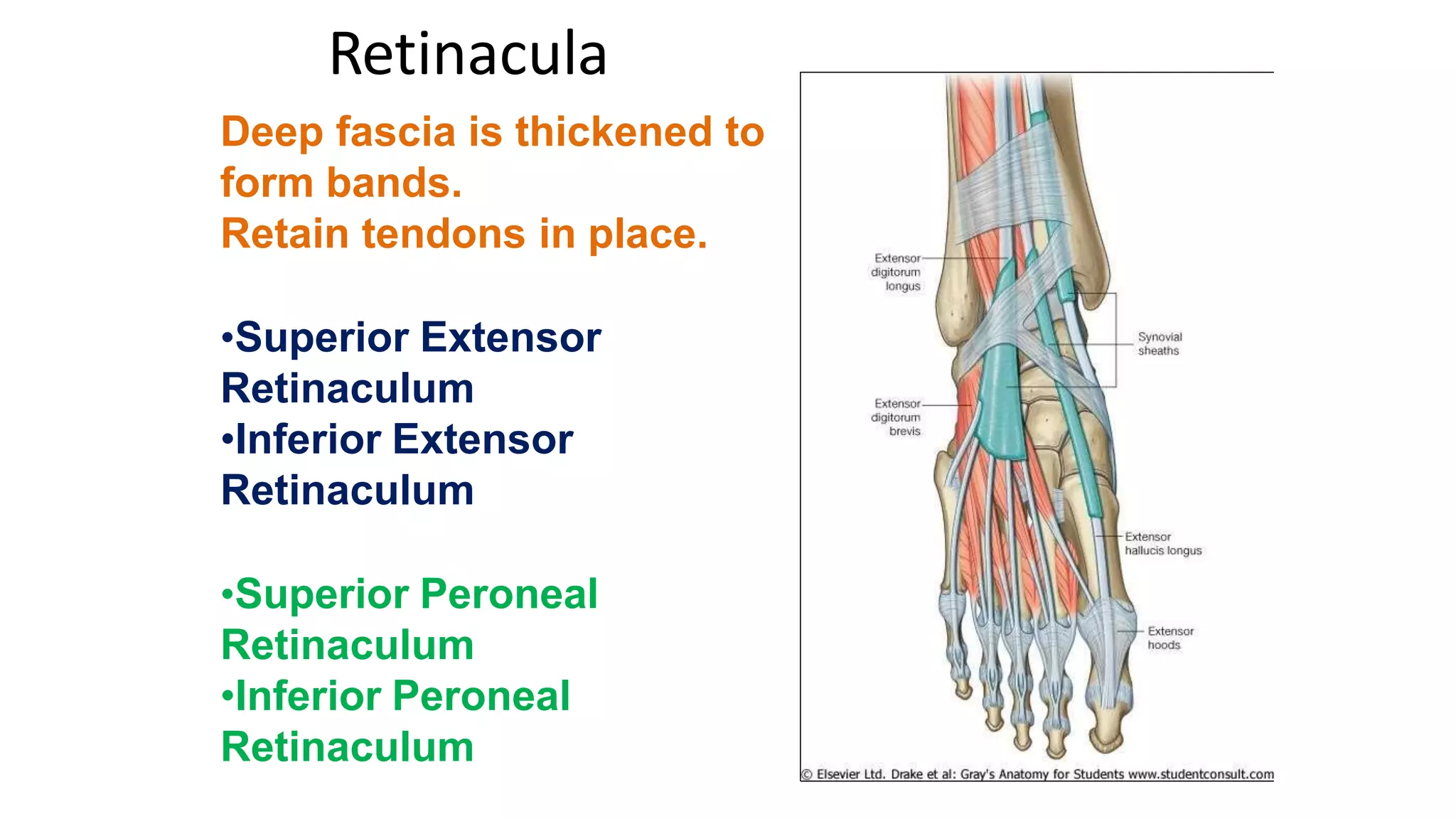 ANTEROLATERAL LEG.pptx