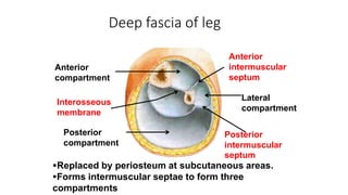 Septae ANTEROLATERAL LEG.pptx