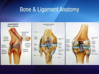 Anterolateral Ligament (ALL) Slide 24