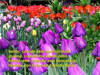 Señor, cuando esté confundido(a)
guíame, cuando me sienta débil,
fortaléceme, cuando esté cansado(a)
lléname con la luz del Espíritu Santo.
 