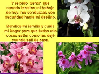 Y te pido, Señor, que
 cuando termine mi trabajo
de hoy, me conduzcas con
seguridad hasta mi destino.

 Bendice mi familia y cuida
mi hogar para que todas mis
 cosas estén como las dejé
    cuando salí de casa.
 
