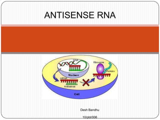 ANTISENSE RNA Desh Bandhu                                                                                                                                                      10/pbt/006                    