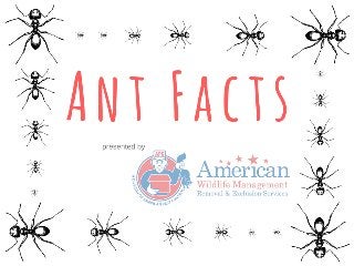 American Pest Control: Ant Facts