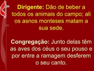 Dirigente:  Dão de beber a todos os animais do campo; ali os asnos monteses matam a sua sede. Congregação:  Junto delas têm as aves dos céus o seu pouso e por entre a ramagem desferem o seu canto. 