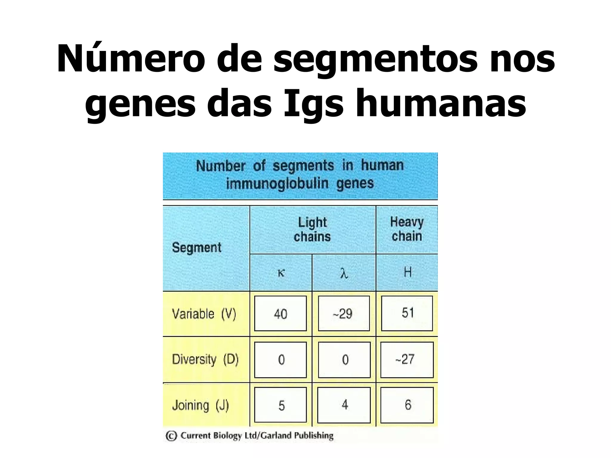 Número de segmentos nos genes das Igs humanas 